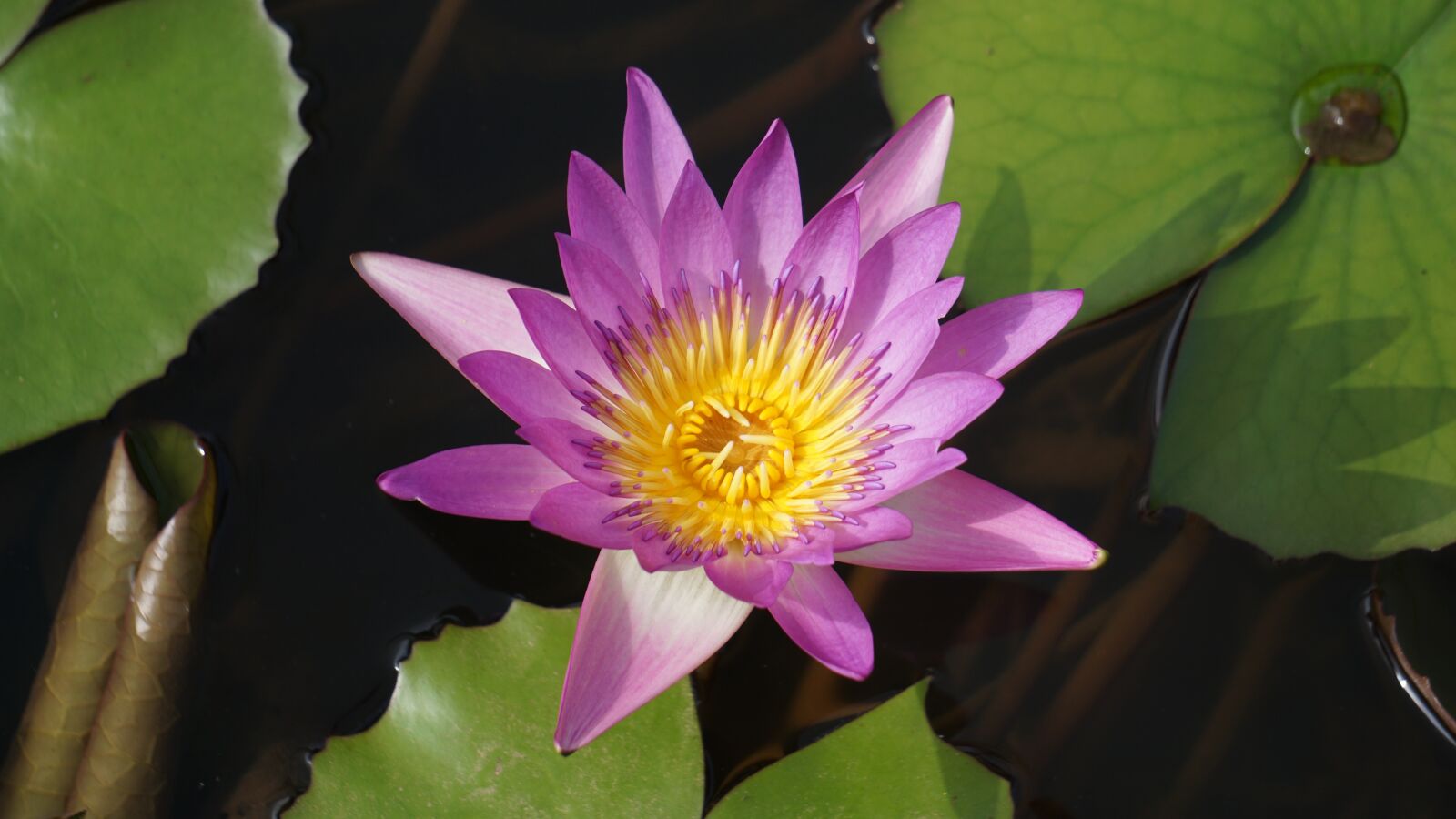 Sony a5100 sample photo. Lotus, pond, aquatic plants photography