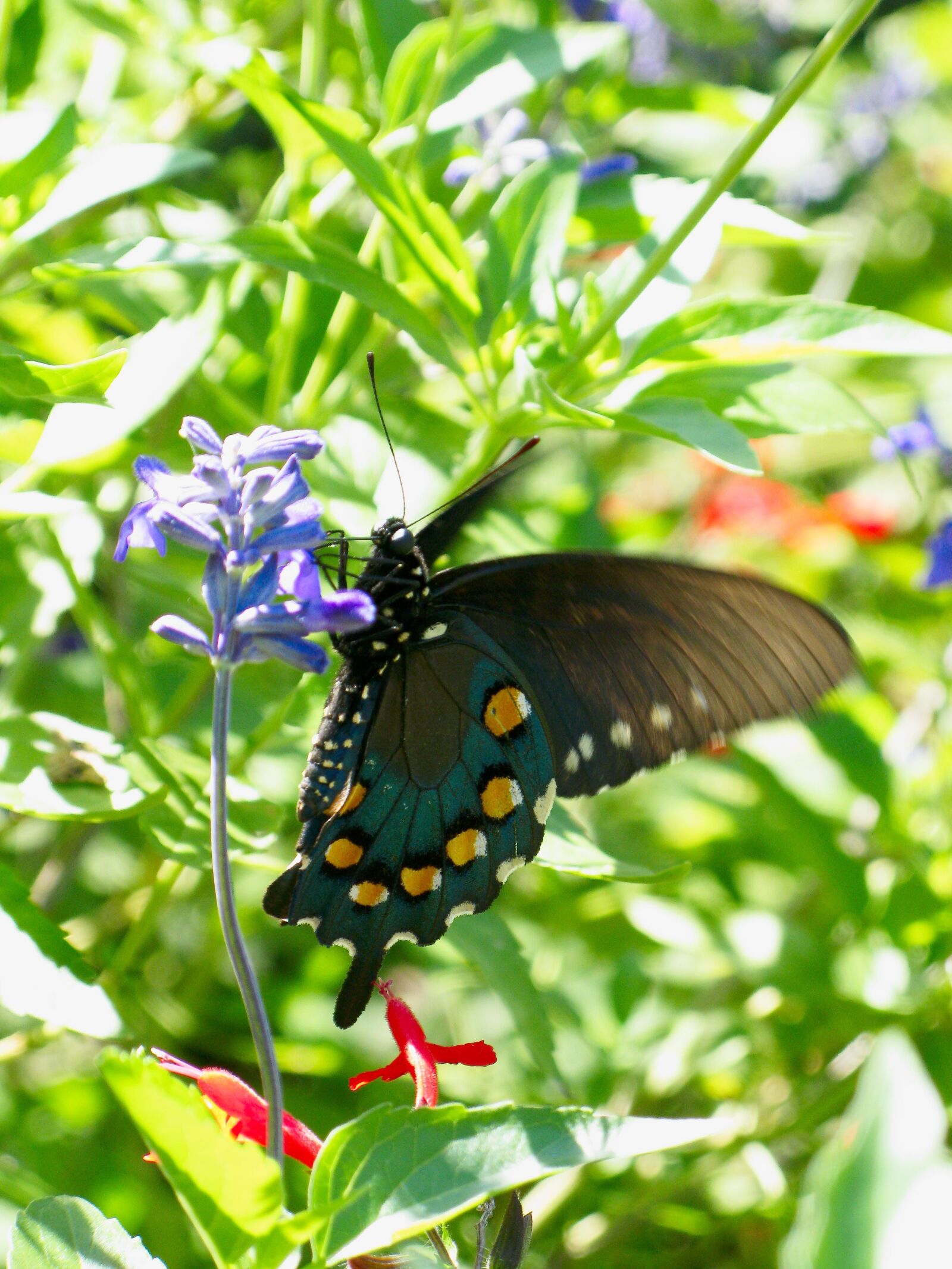 Canon POWERSHOT G9 sample photo. Butterfly, nature, nector photography
