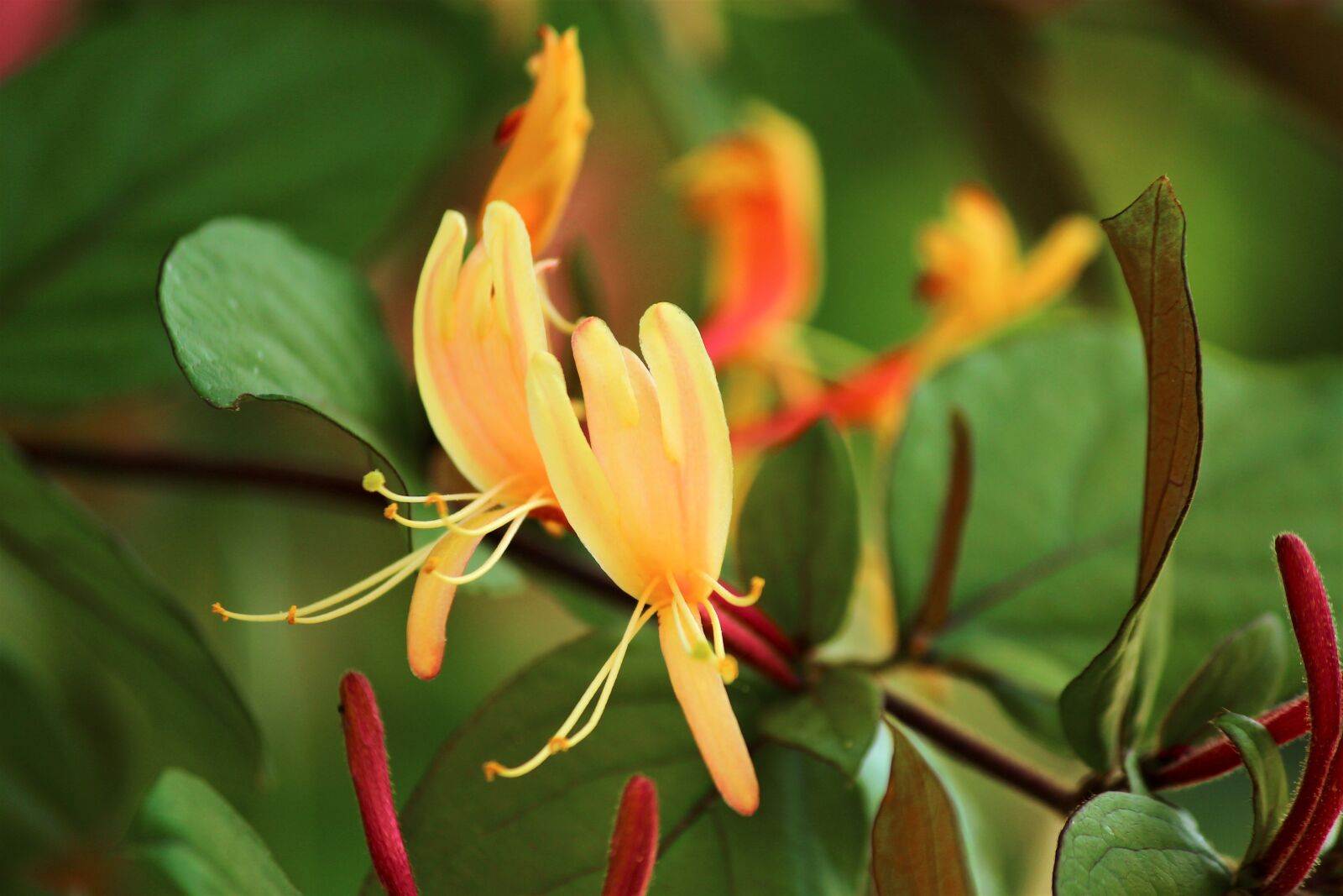 Canon EOS 600D (Rebel EOS T3i / EOS Kiss X5) sample photo. Honeysuckle, spring photography