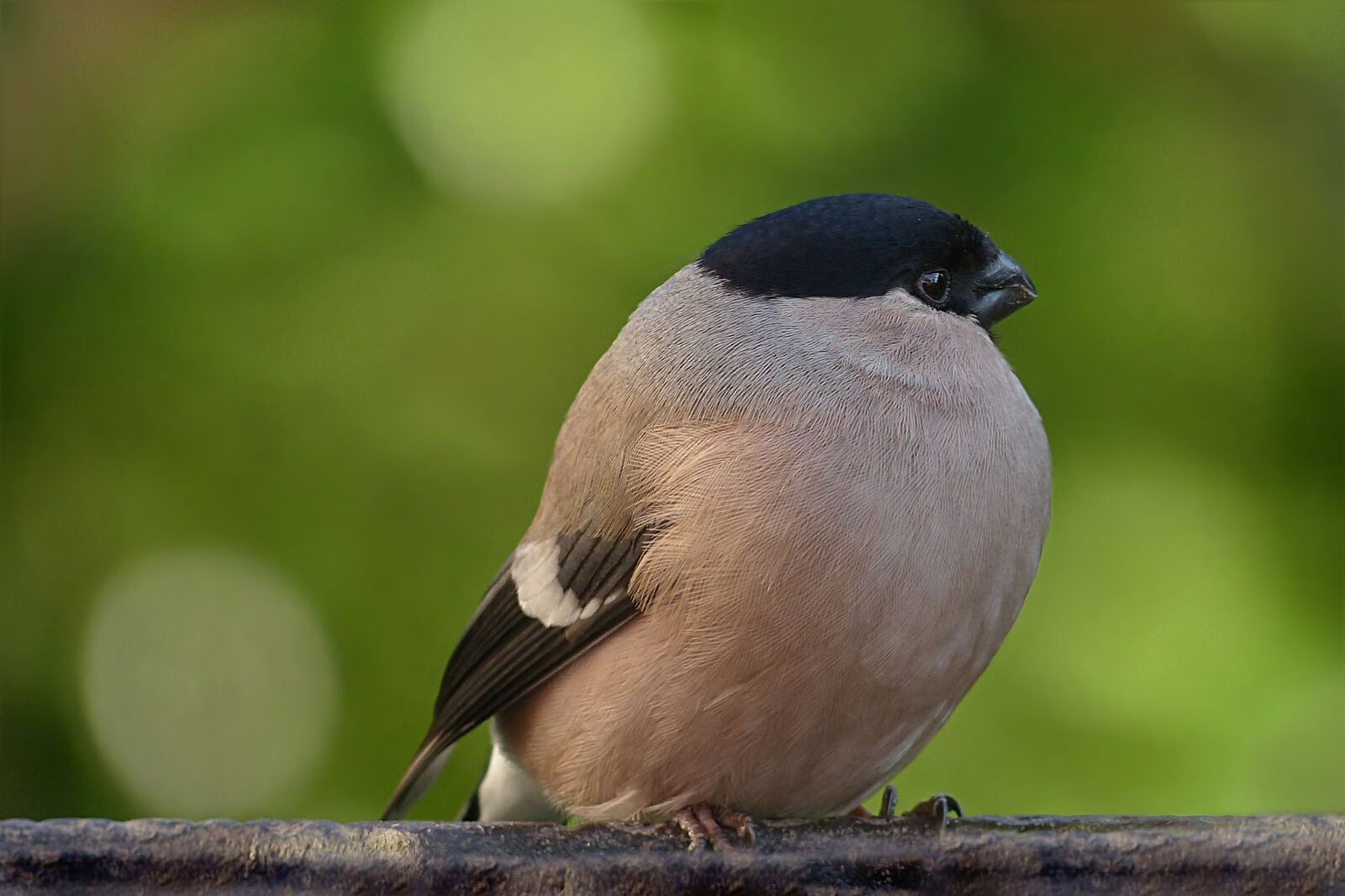 Panasonic Lumix DMC-FZ200 sample photo. Animal world, bird, bullfinch photography