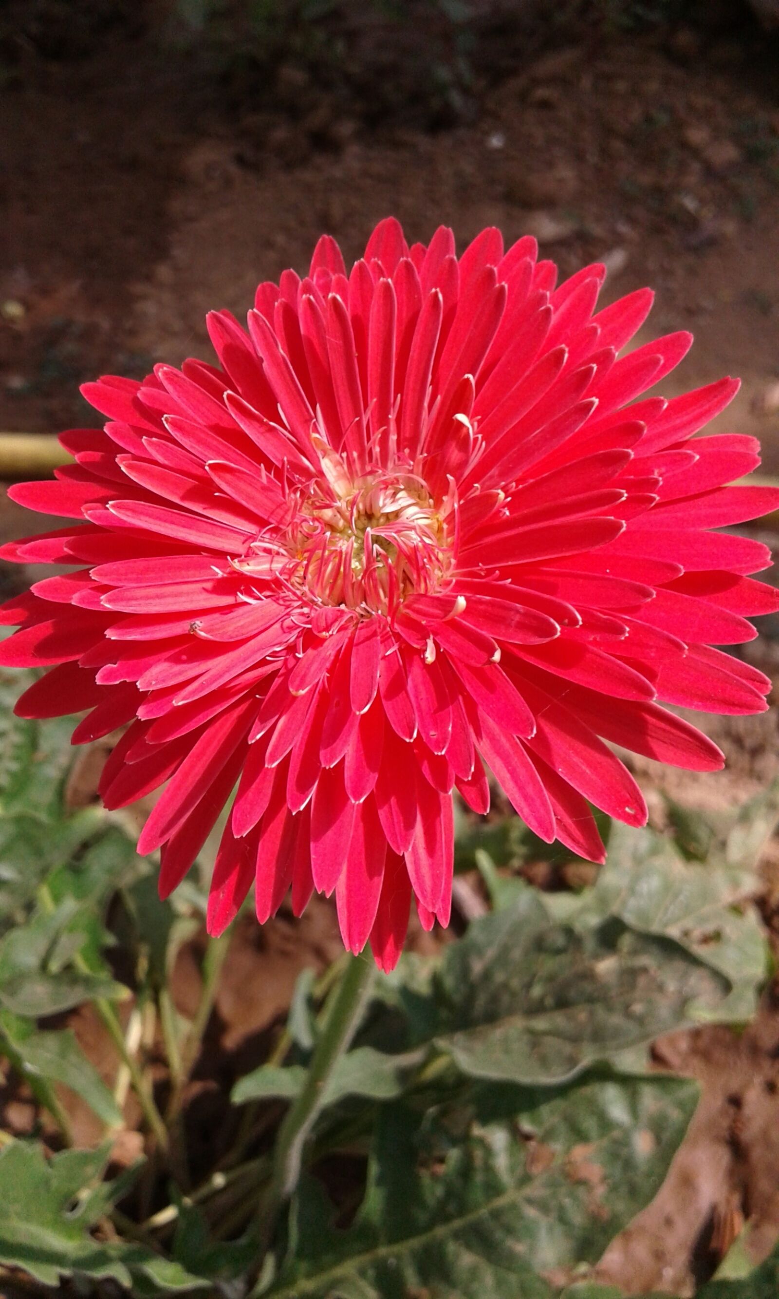 Samsung Galaxy Core Prime sample photo