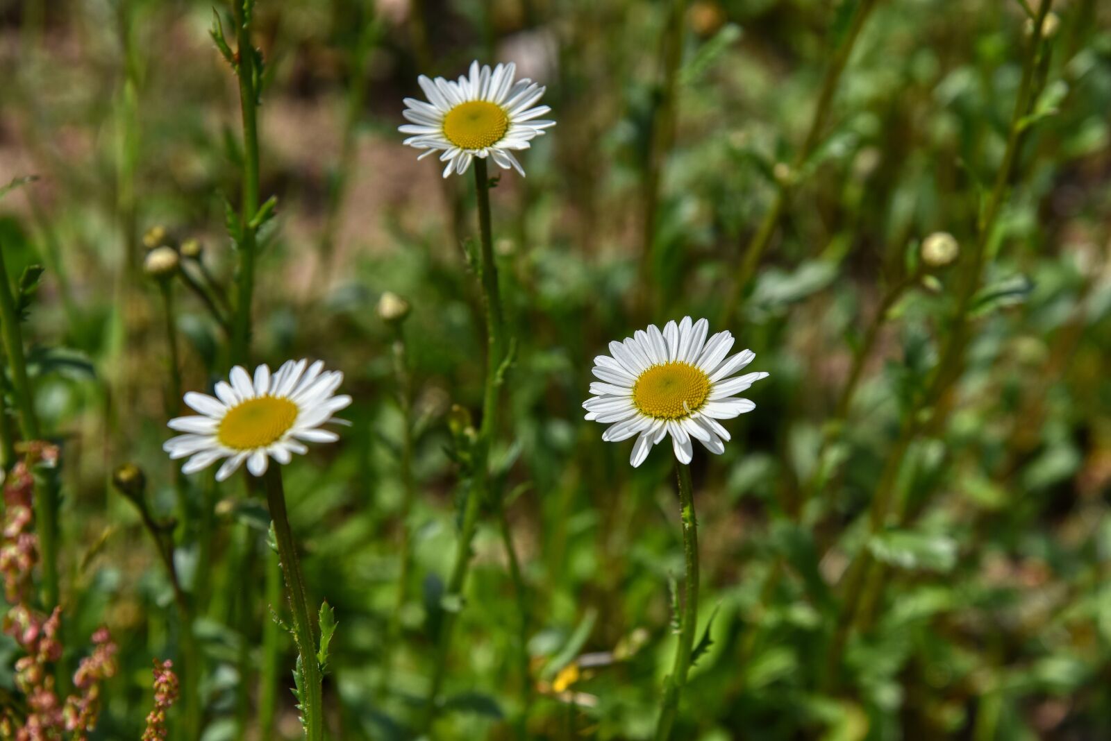 Nikon D750 sample photo. Flower meadow, daisies, spring photography