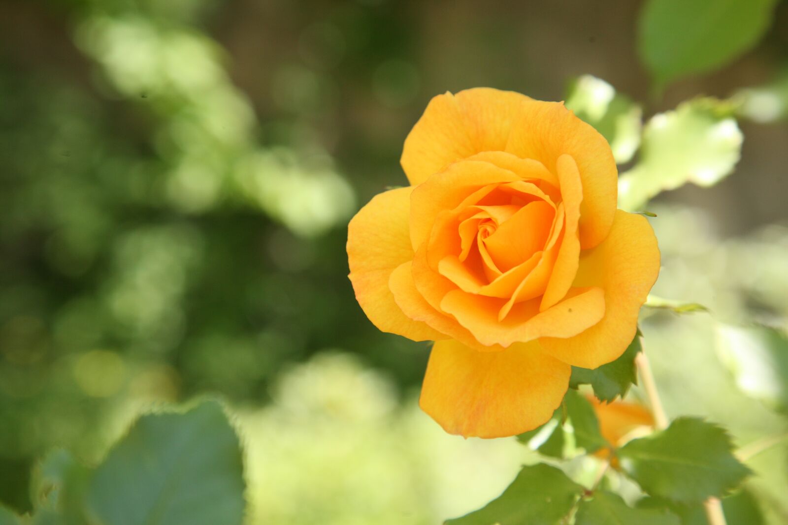 Canon EOS 5D sample photo. Rose, flowers, spring photography