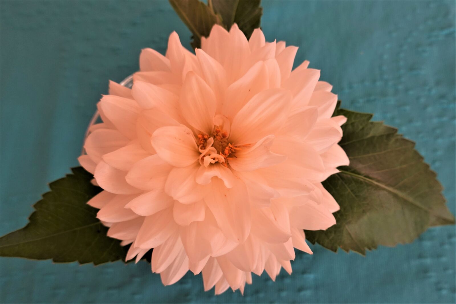 Sony DSC-RX100M7 sample photo. Flower, dahlia, pink photography