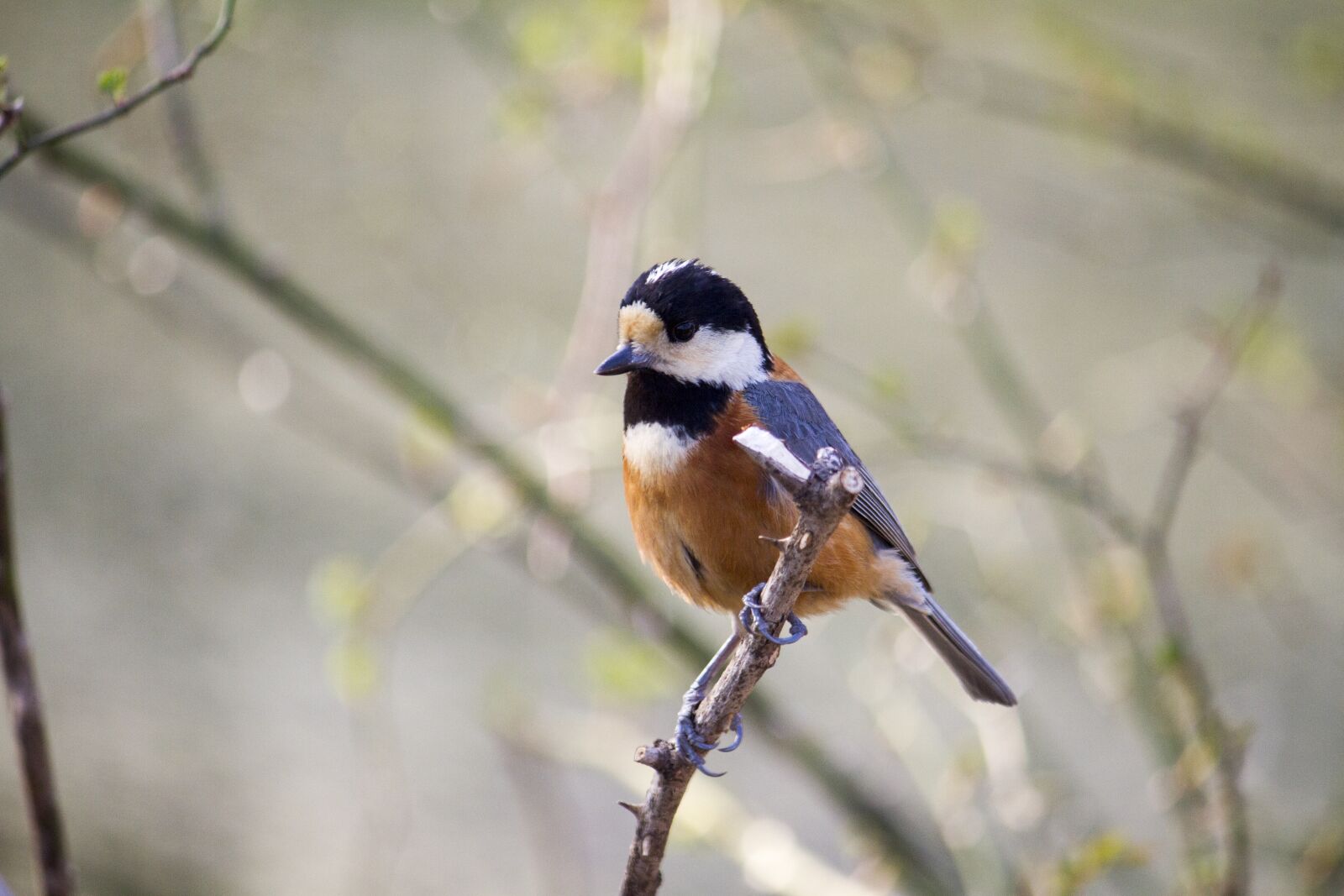 Canon EOS 7D + Canon EF-S 55-250mm F4-5.6 IS sample photo. Varied tit, bird, nature photography