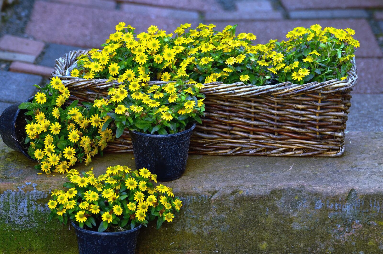 Nikon D5100 sample photo. Flower, basket, blossom, flower photography