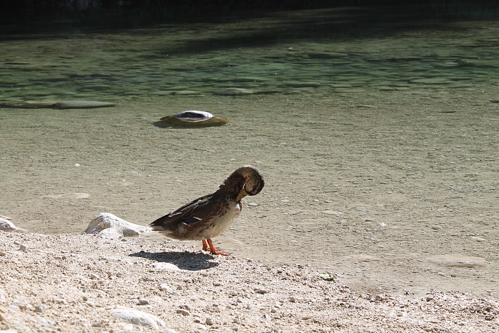 Canon EOS 1100D (EOS Rebel T3 / EOS Kiss X50) sample photo. "Wild duck, duck, hintersee" photography