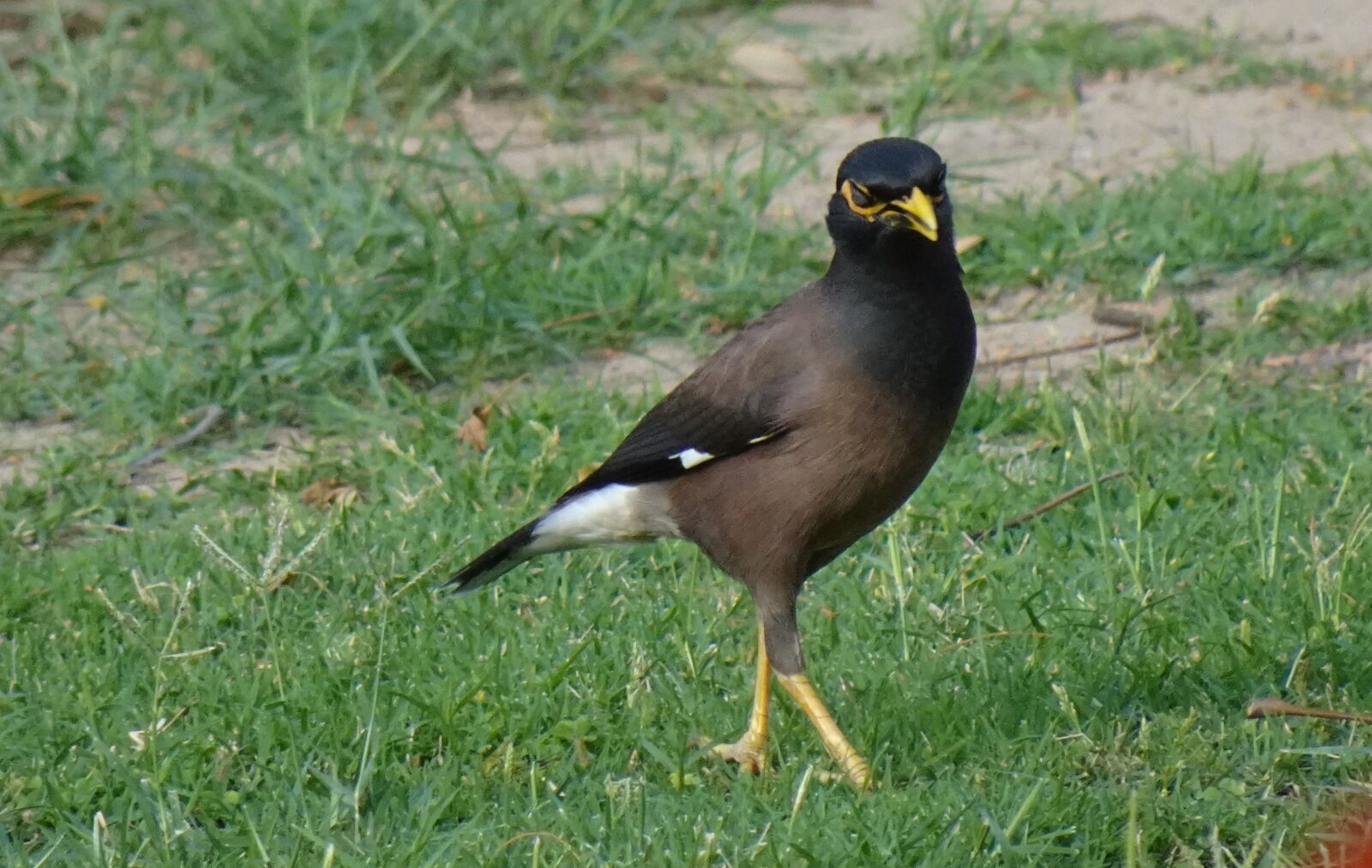 Sony DSC-WX800 sample photo. Common myna, indian myna photography