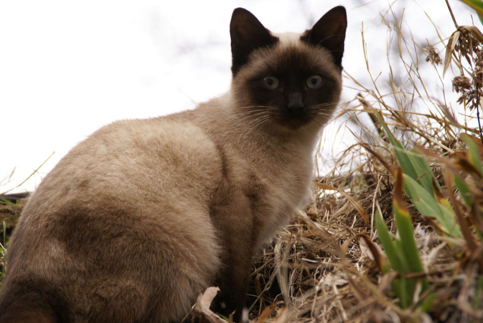 Sony Alpha DSLR-A100 sample photo. Animale, cat, pets photography
