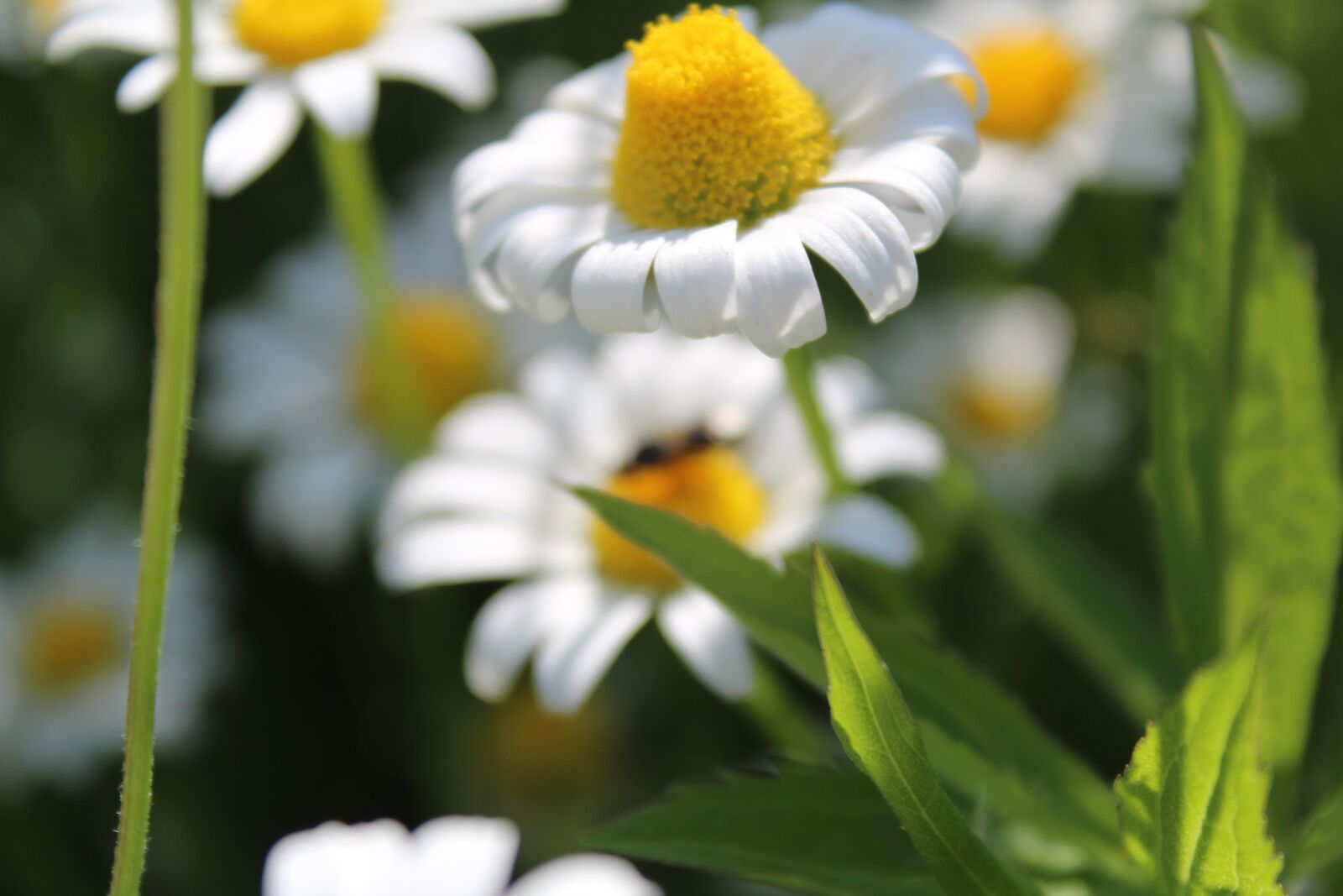Canon EOS 1300D (EOS Rebel T6 / EOS Kiss X80) sample photo. Chamomile, flower, meadow photography