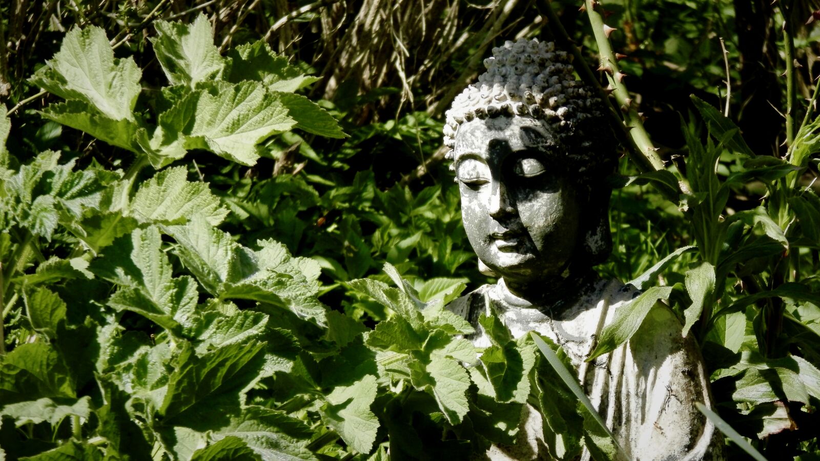 Olympus SP-620UZ sample photo. Buddha, spring, sheet photography