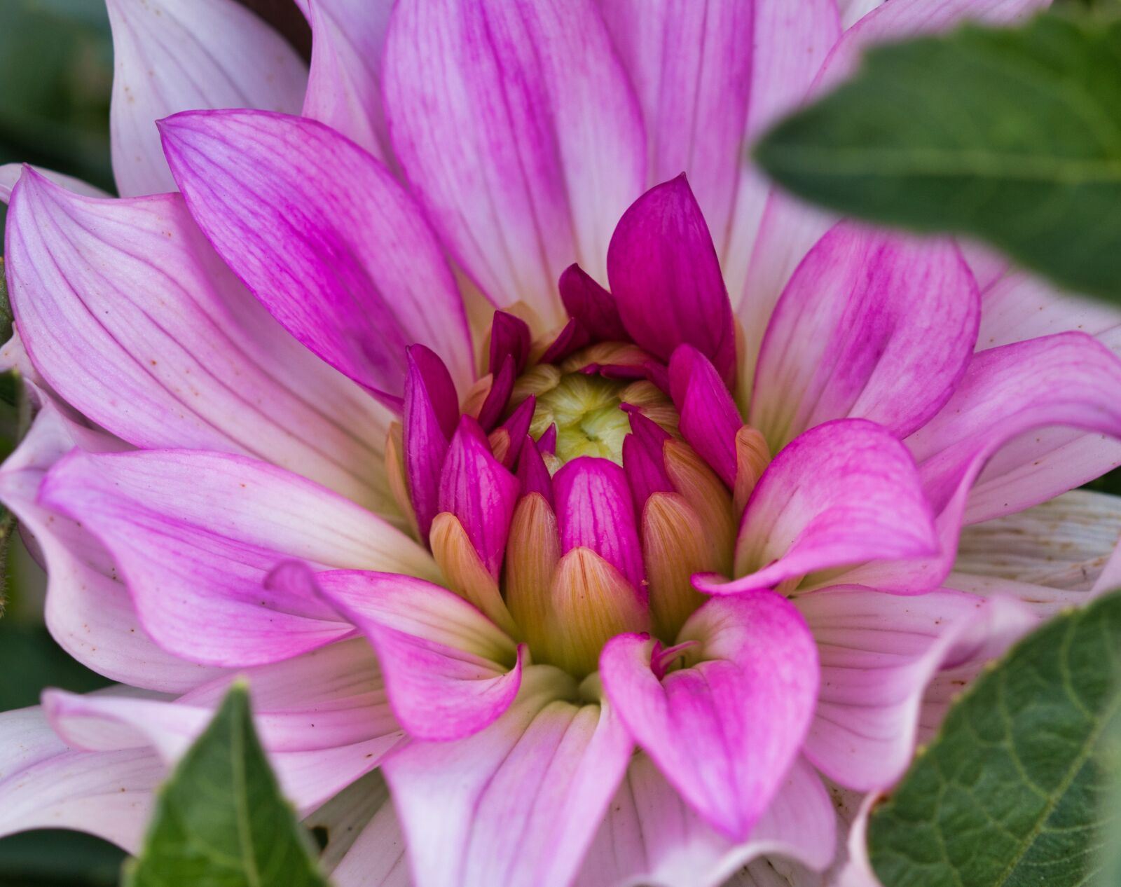 Canon EOS 200D (EOS Rebel SL2 / EOS Kiss X9) sample photo. Dahlia, blossom, bloom photography