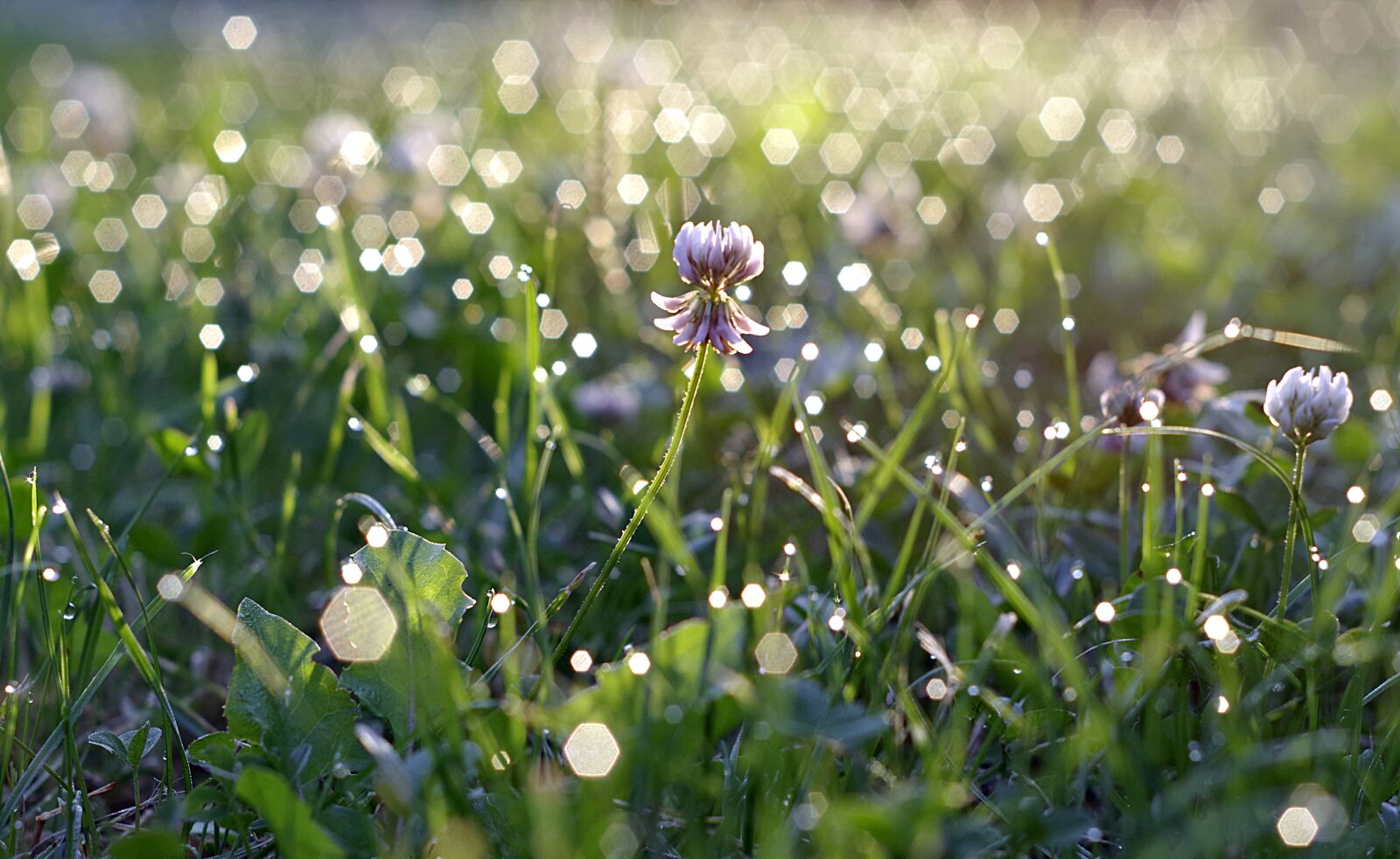 Pentax K-S2 sample photo. Rosa, grass, blade photography