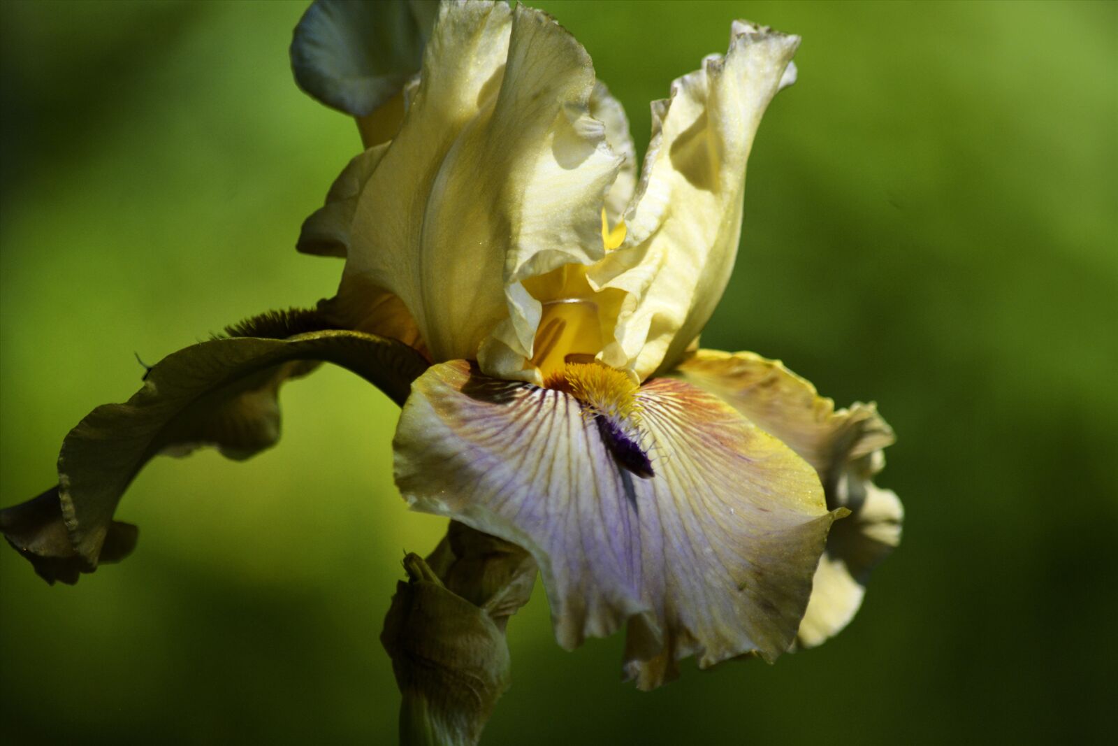 Nikon D7100 sample photo. Bearded iris, tan iris photography