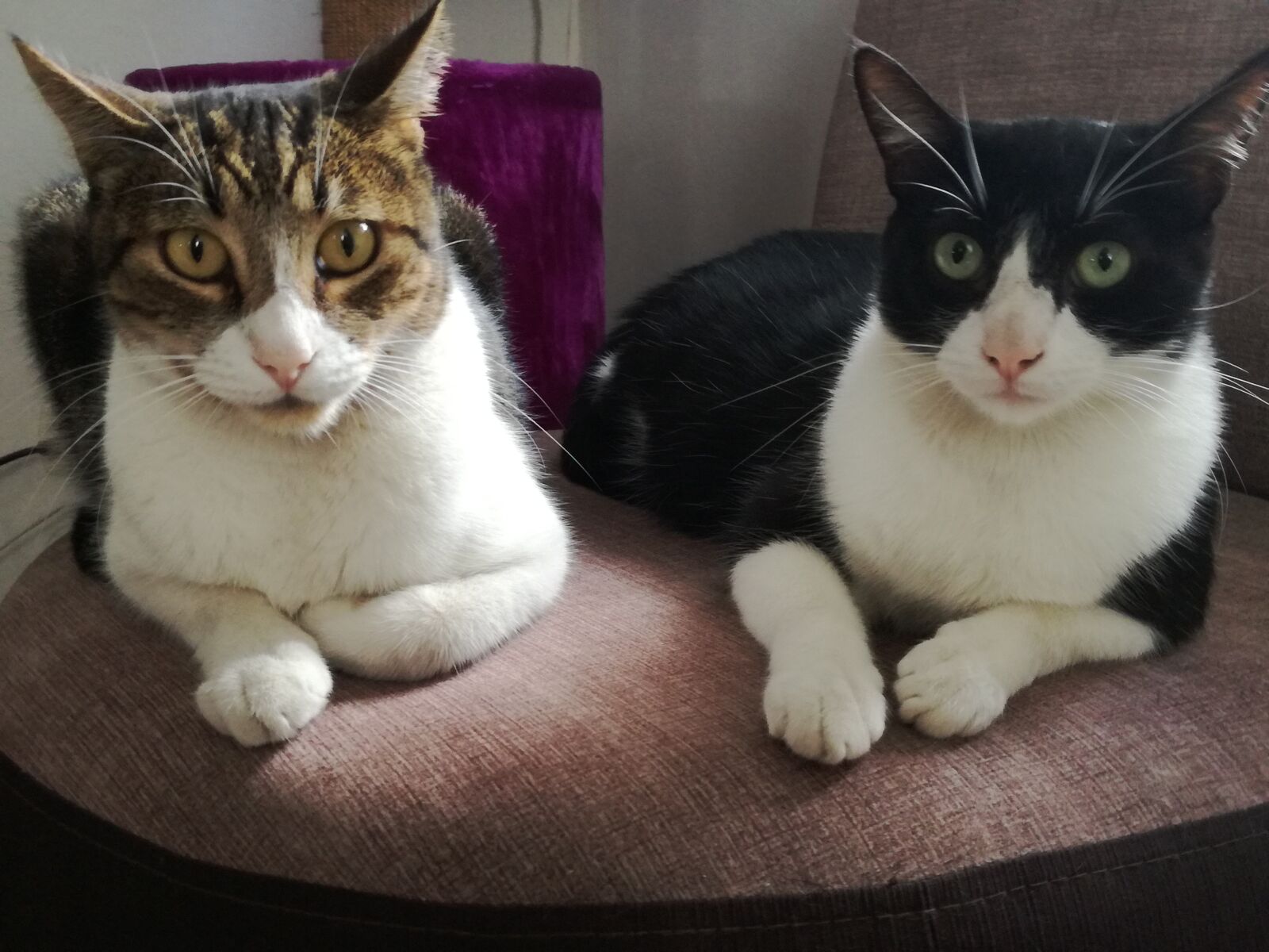 HUAWEI P9 LITE sample photo. Hermanos, gatos, mascotas photography