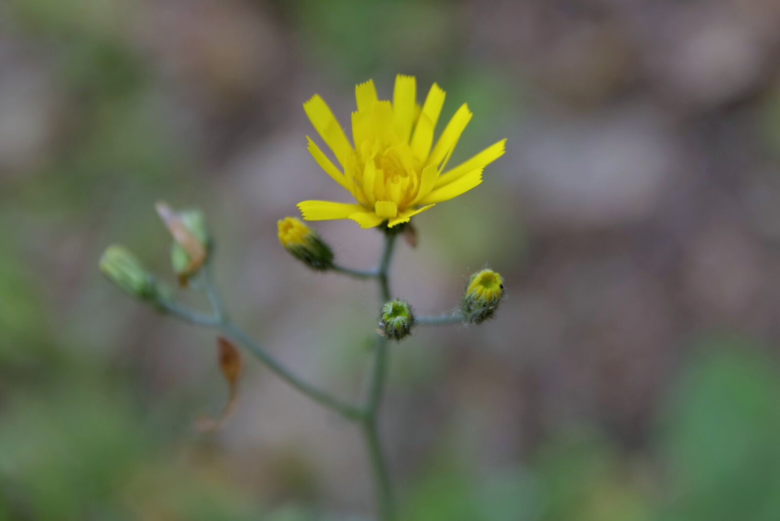 Pentax K-S2 sample photo. Flower, yellow, single photography