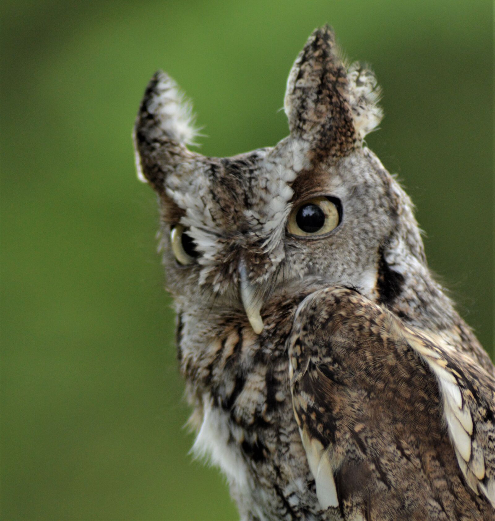 Nikon D3200 sample photo. Owl, raptor, falconry photography