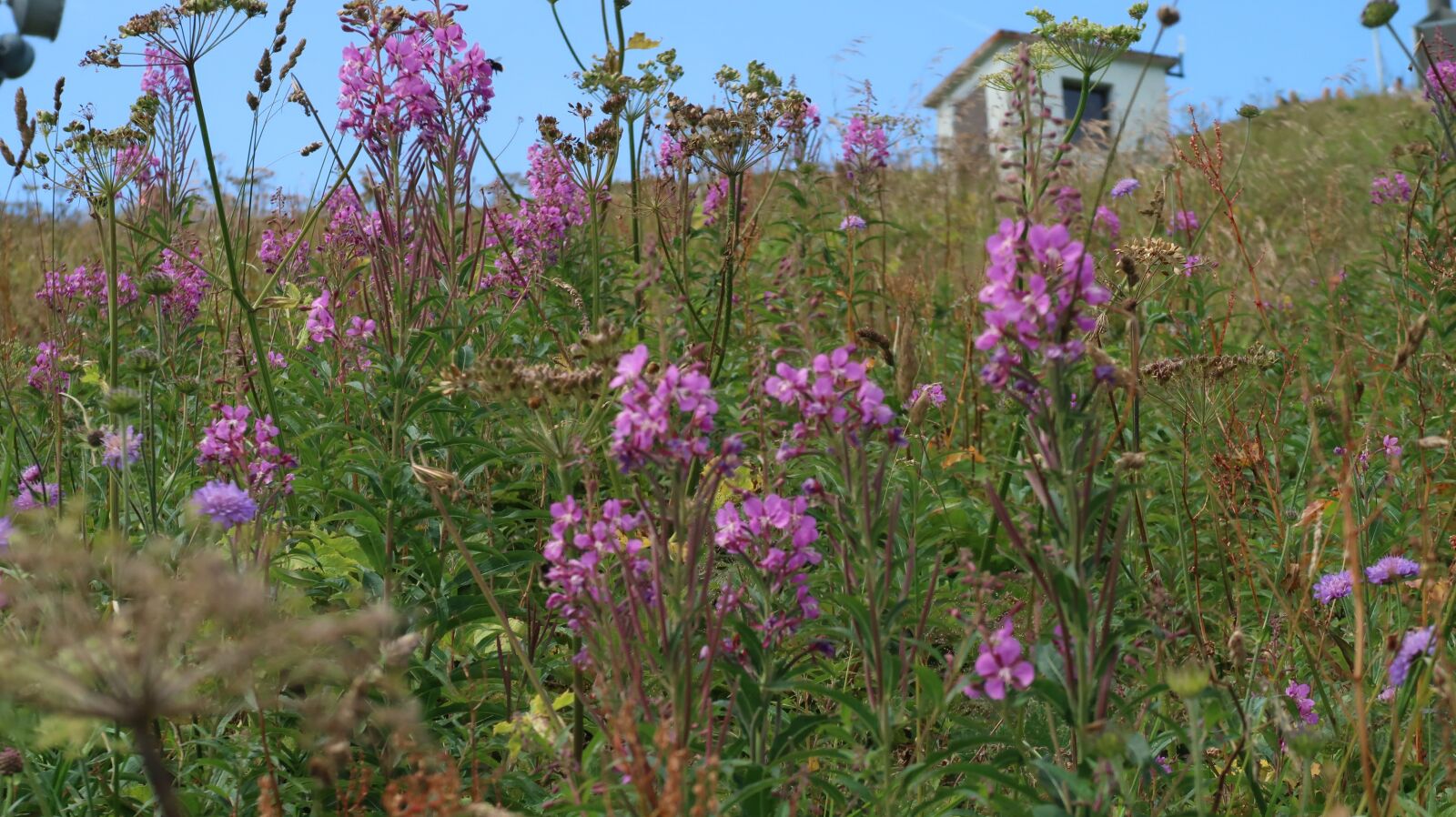 Canon PowerShot G7 X Mark II sample photo. Flowers, suisse, rochers-de-naye photography