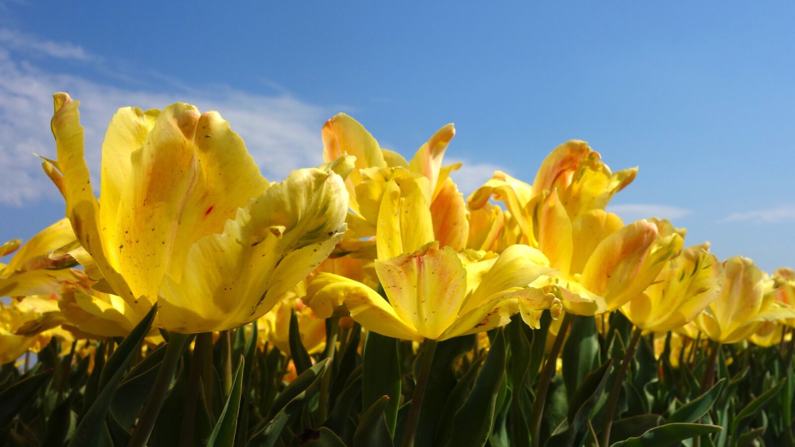Sony Cyber-shot DSC-RX100 sample photo. Tulips, bulbs, tulip photography