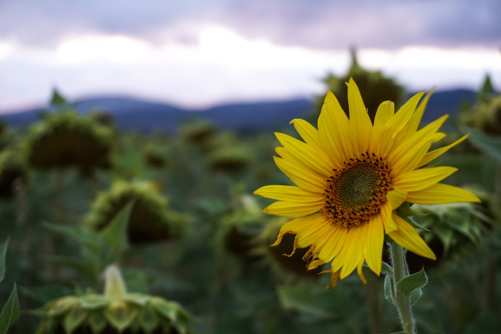 Sony a6300 sample photo. Yellow, color, plant photography