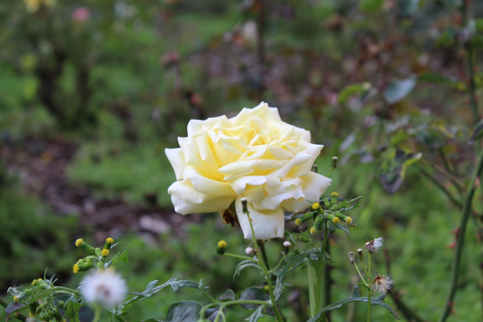 Canon EOS 1300D (EOS Rebel T6 / EOS Kiss X80) sample photo. Rose, yellow, flower photography