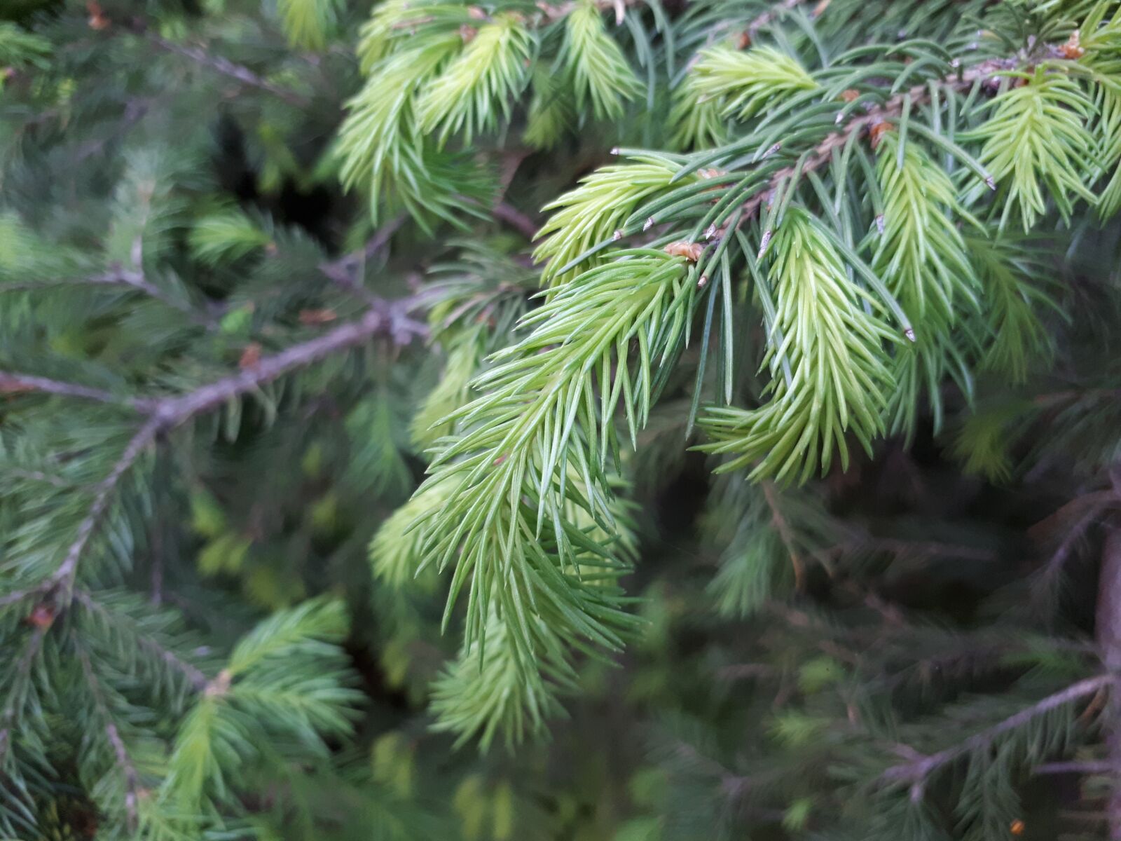 Samsung Galaxy A5(2017) sample photo. Tree, nature, needle photography