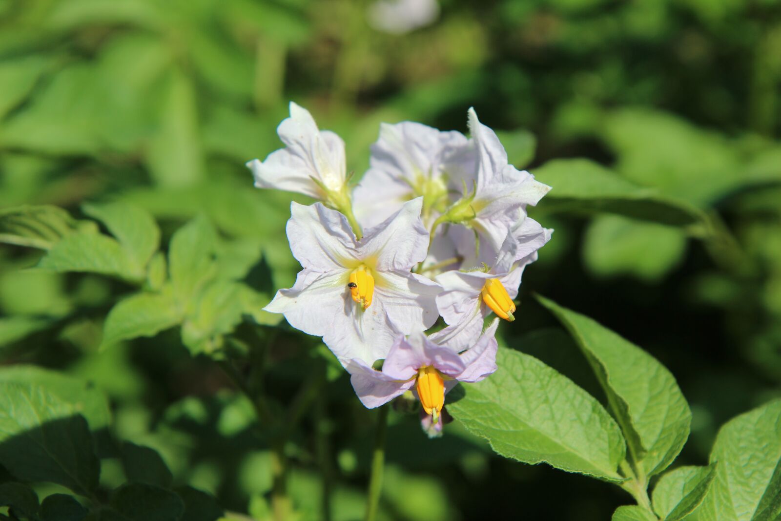 Canon EOS 600D (Rebel EOS T3i / EOS Kiss X5) sample photo. Flower potato, potato, potatoes photography