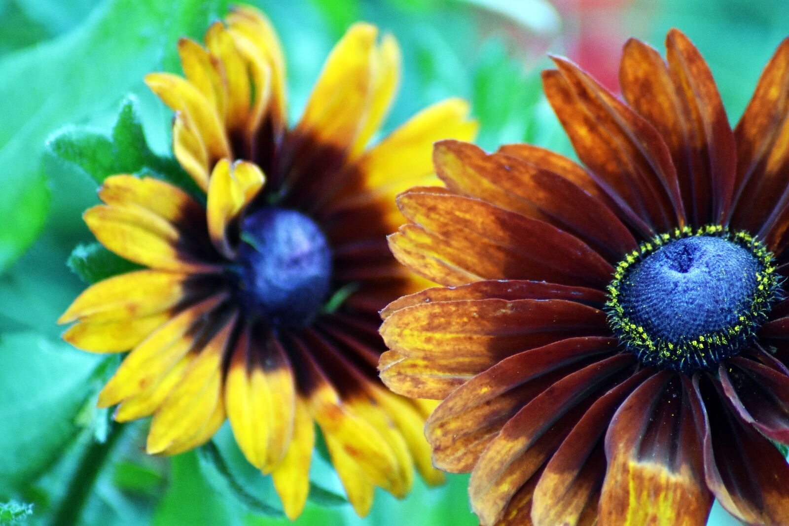 Nikon D3400 sample photo. Flower, garden, blooms at photography