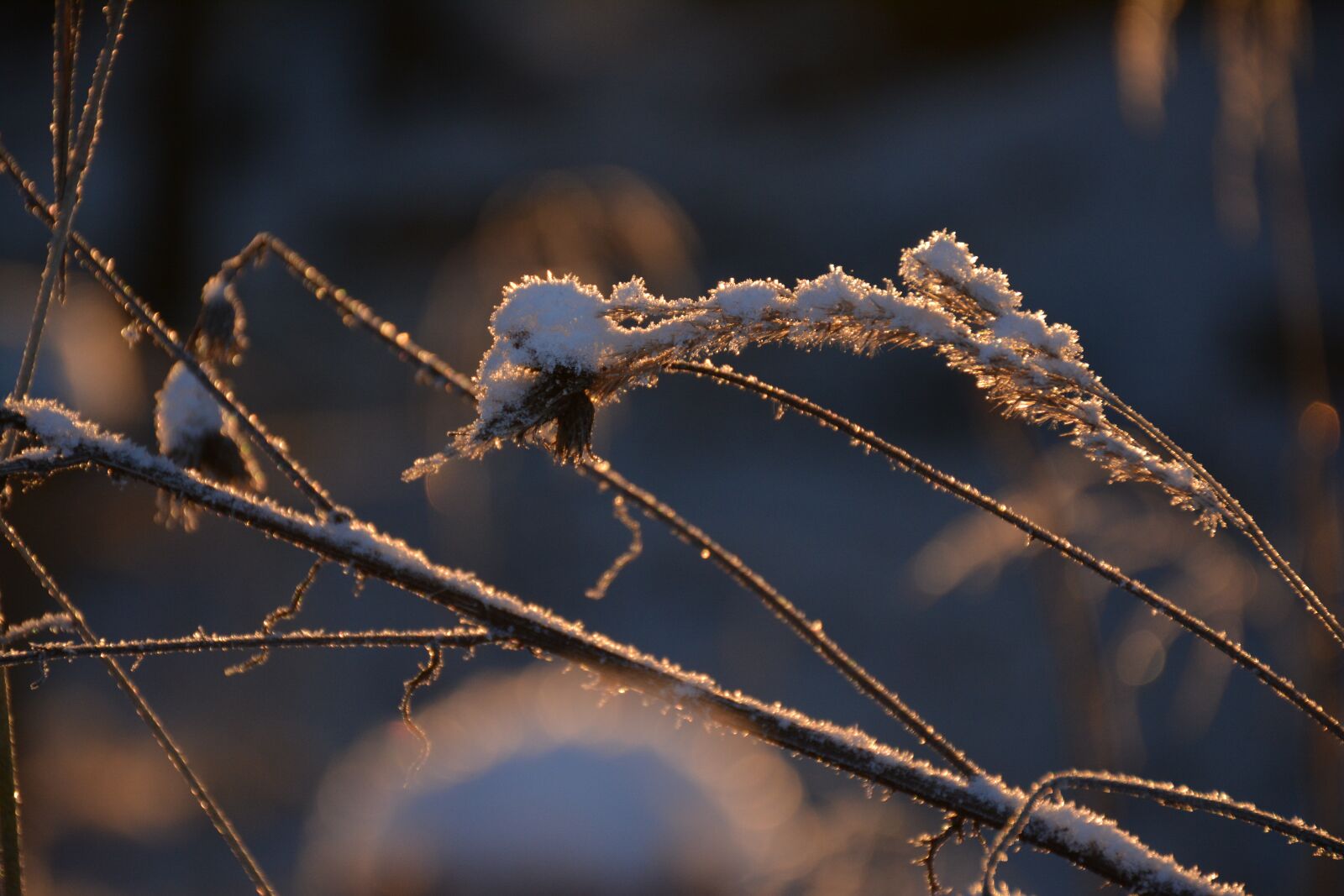 Nikon D5200 sample photo. Macro, winter, under the photography