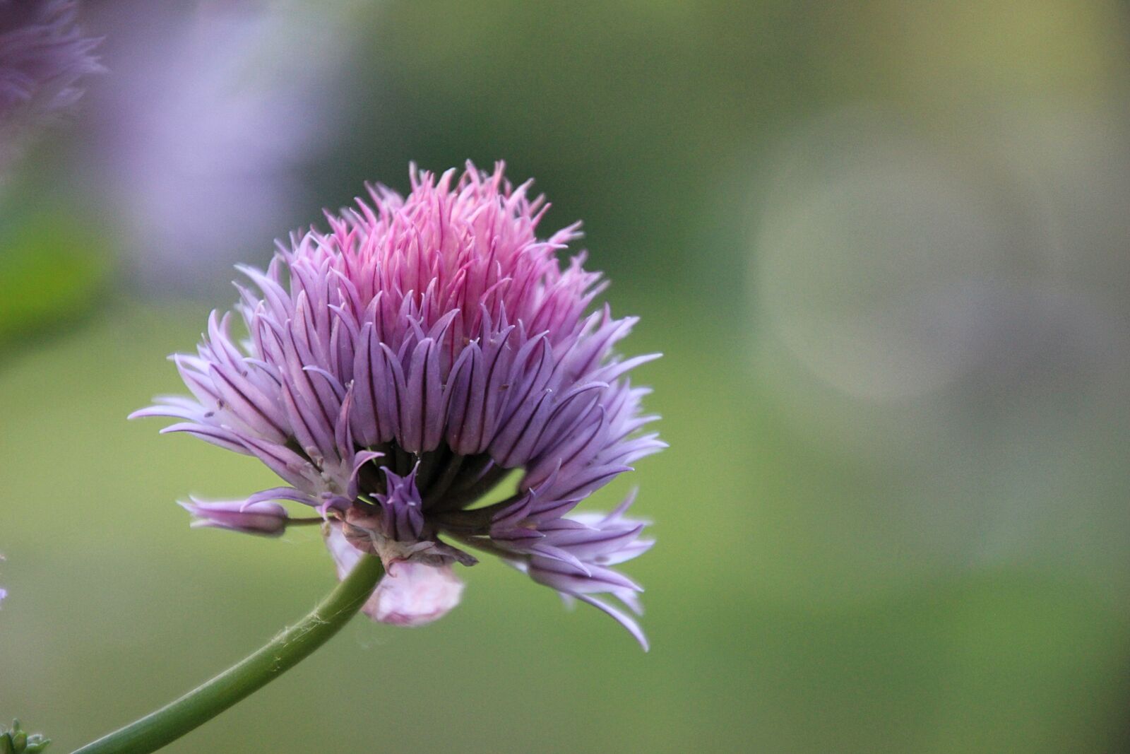 Canon EOS 600D (Rebel EOS T3i / EOS Kiss X5) sample photo. Flower, garden, spring photography