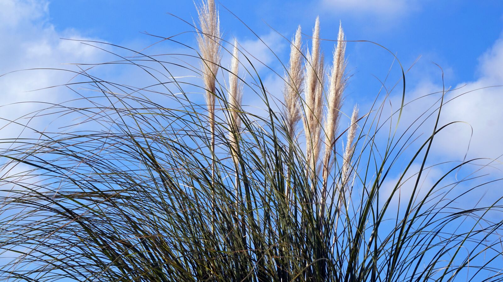 Sony Alpha a5000 (ILCE 5000) + Sony E 55-210mm F4.5-6.3 OSS sample photo. Grass, sky, blue photography