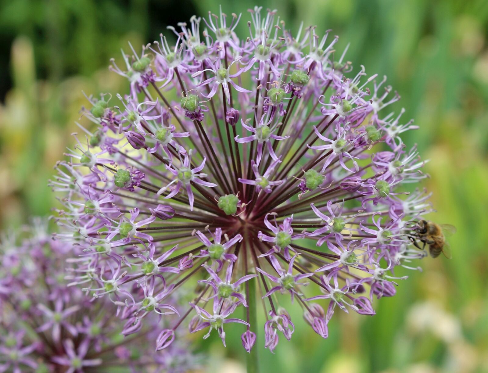 Canon EOS 700D (EOS Rebel T5i / EOS Kiss X7i) sample photo. Flora, plants, decorative garlic photography