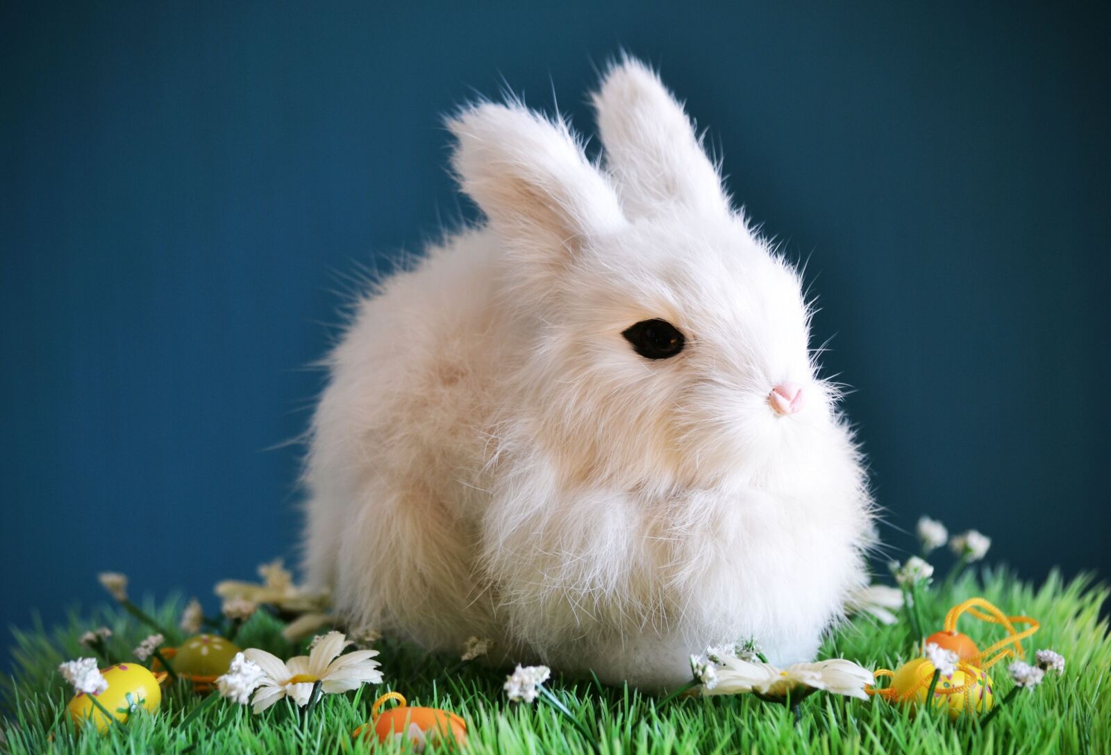 Nikon D3100 sample photo. Cute, rabbit, small photography