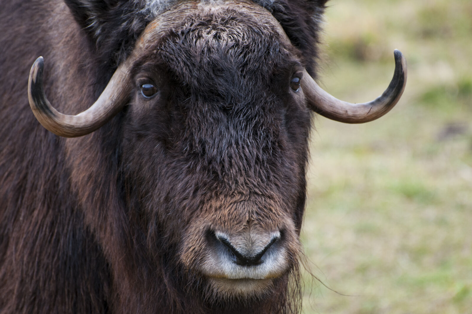 Nikon D300 sample photo. Fur, horns, musk, ox photography