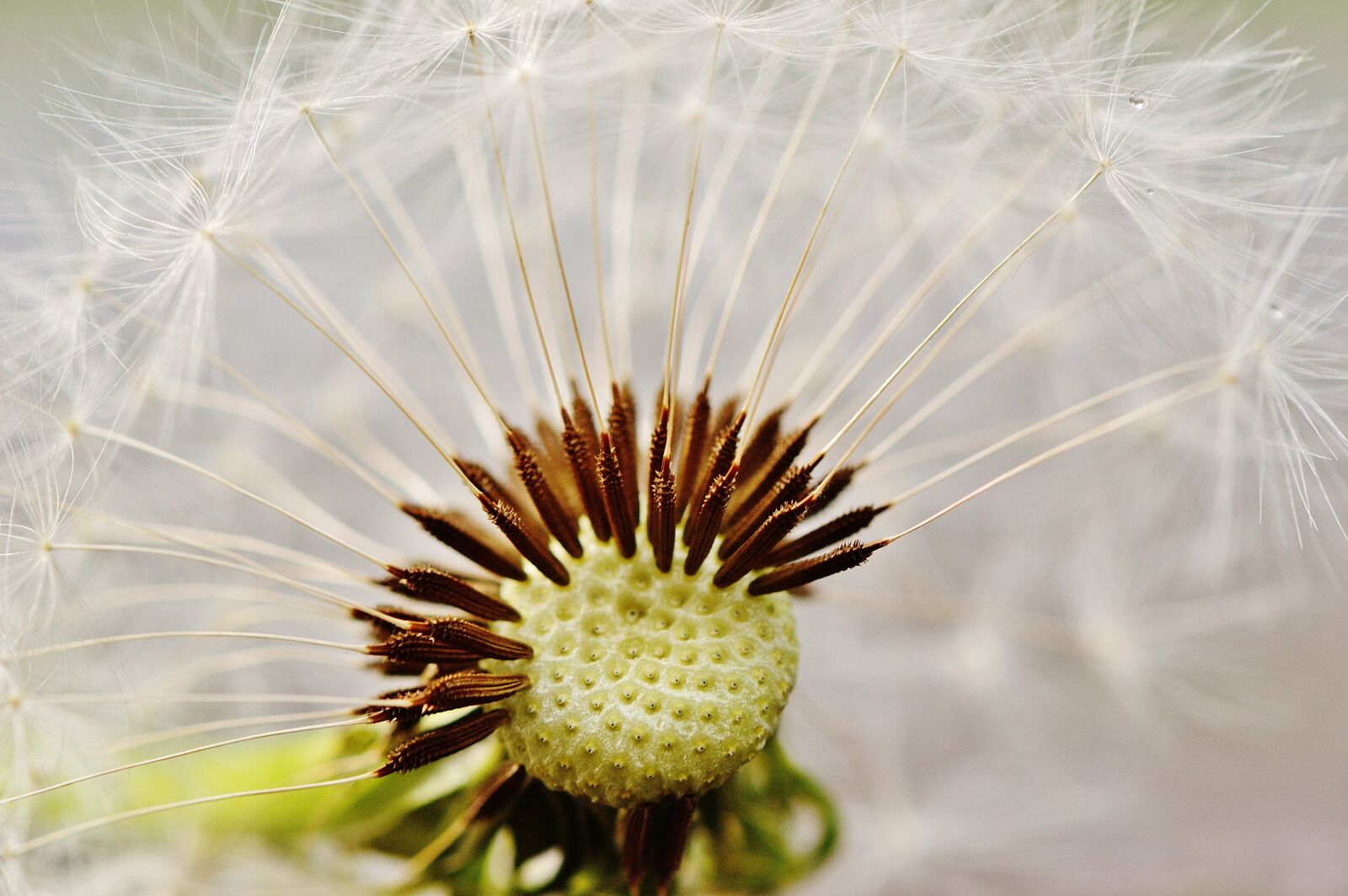 Nikon D3200 sample photo. Dandelion, plant, nature photography