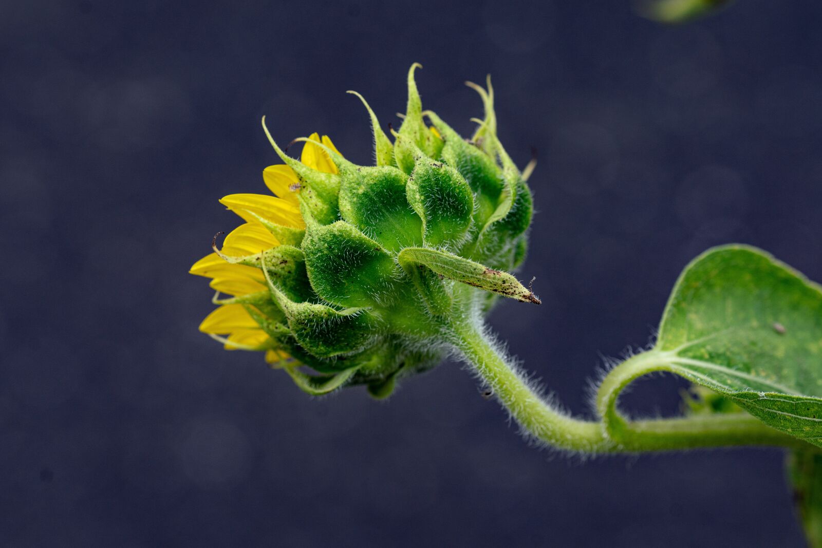 Sony a99 II + 105mm F2.8 sample photo. Sunflower, flowers, fall photography
