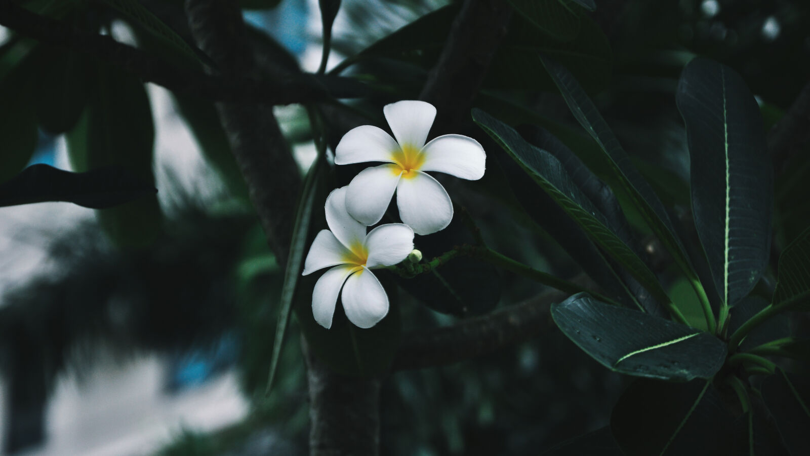 Nikon D90 sample photo. Flowers, plumeria, temple, flowers photography
