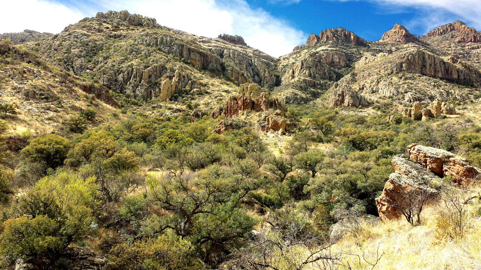 Samsung Galaxy S4 sample photo. Trees, on, mountain, during photography