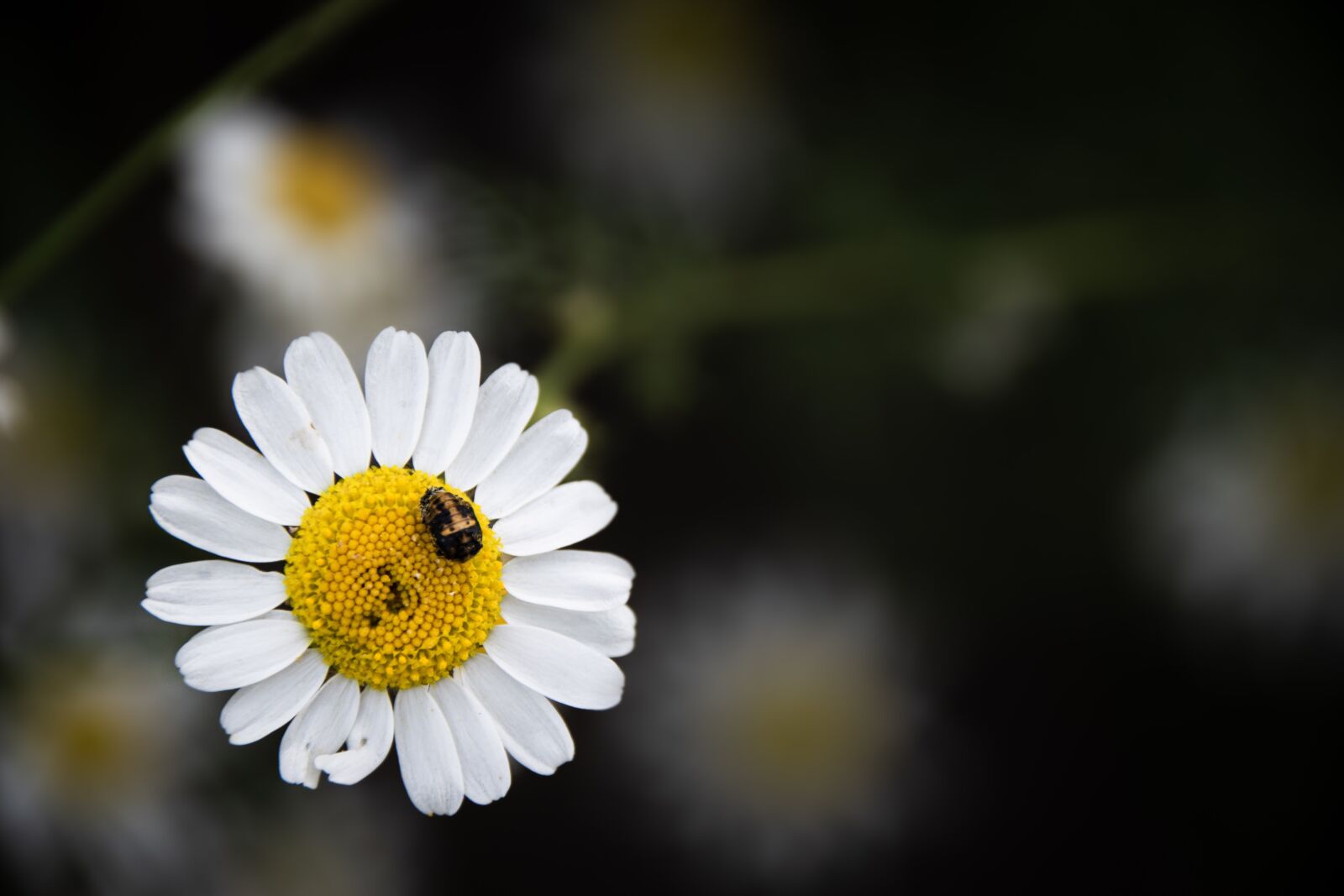 Nikon D5500 sample photo. Daisy, flower, larva photography