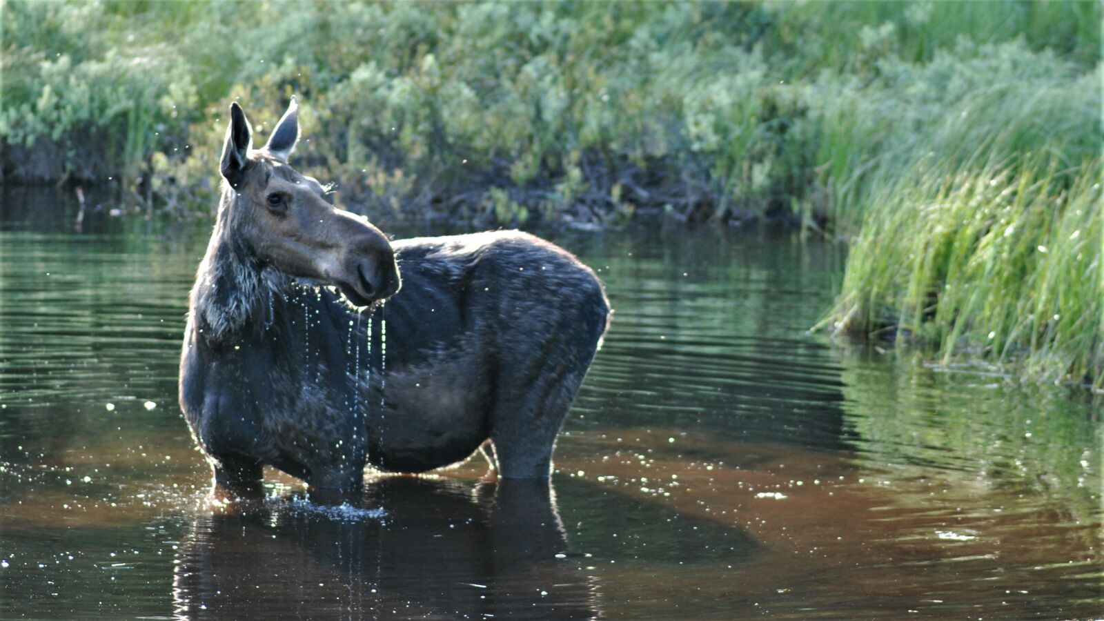 Nikon D80 sample photo. Moose, my good side photography