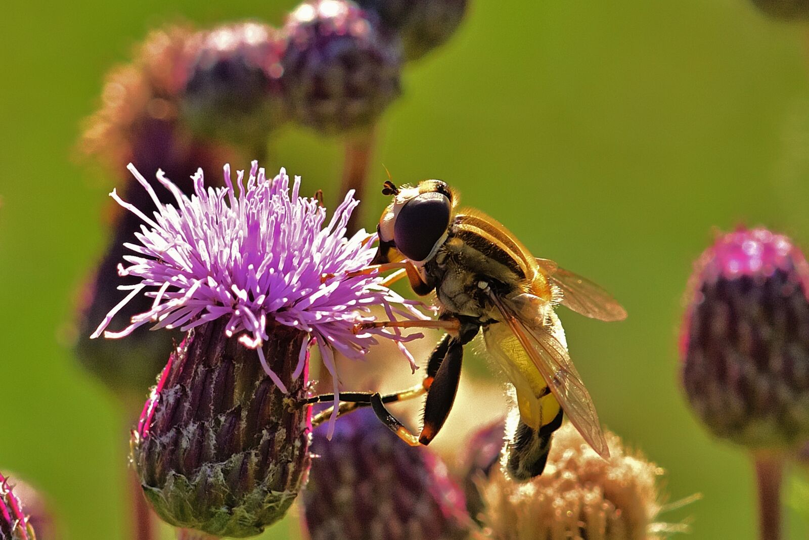 Nikon D5200 sample photo. Hoverfly, insect, blossom photography