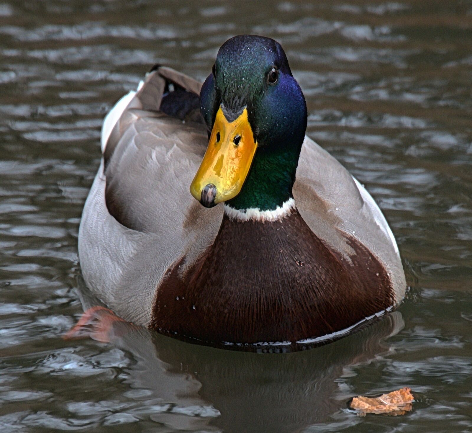 Panasonic Lumix DMC-G6 sample photo. Duck, aquatic animal, drake photography