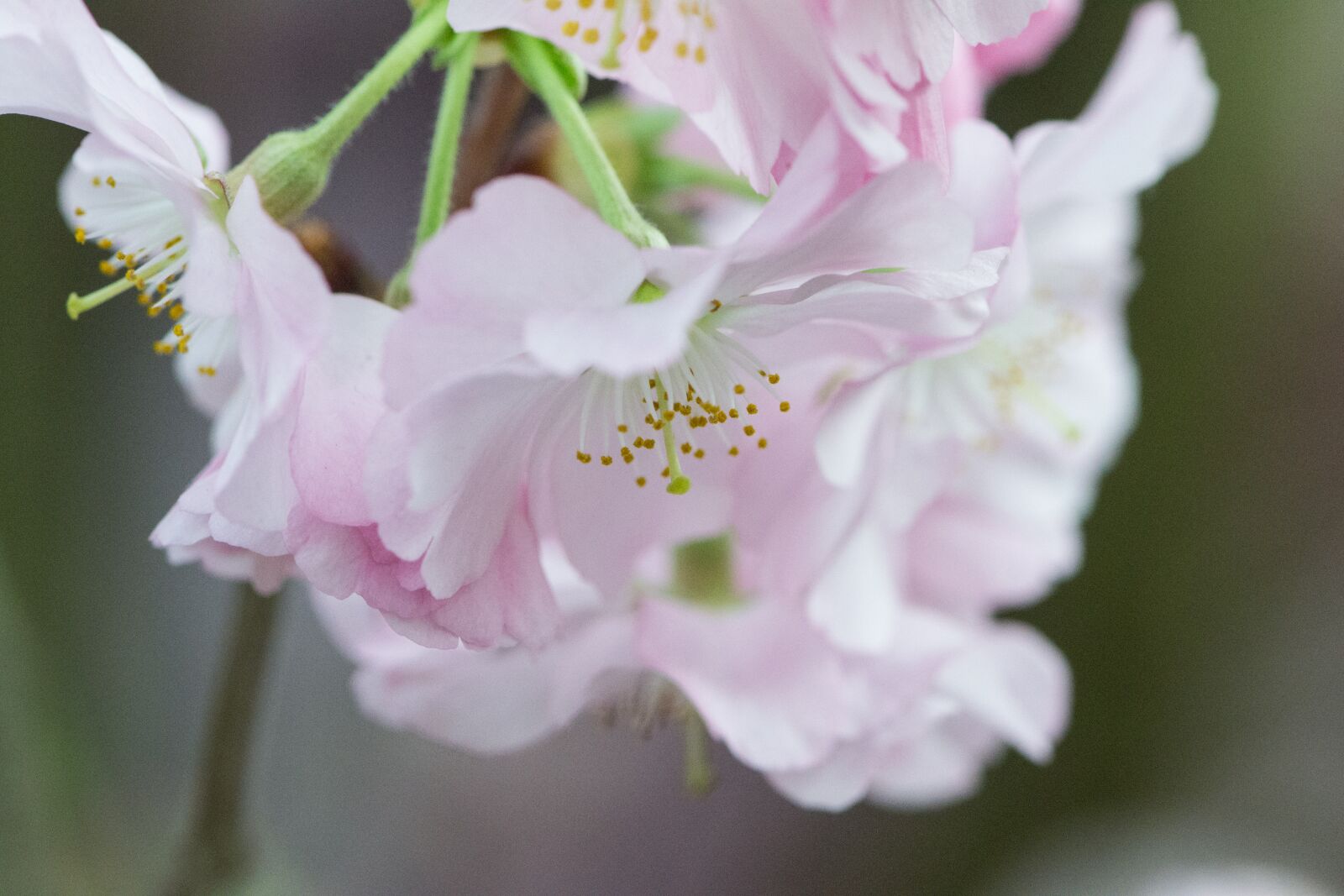 Nikon D3100 sample photo. Flower, plant, nature photography
