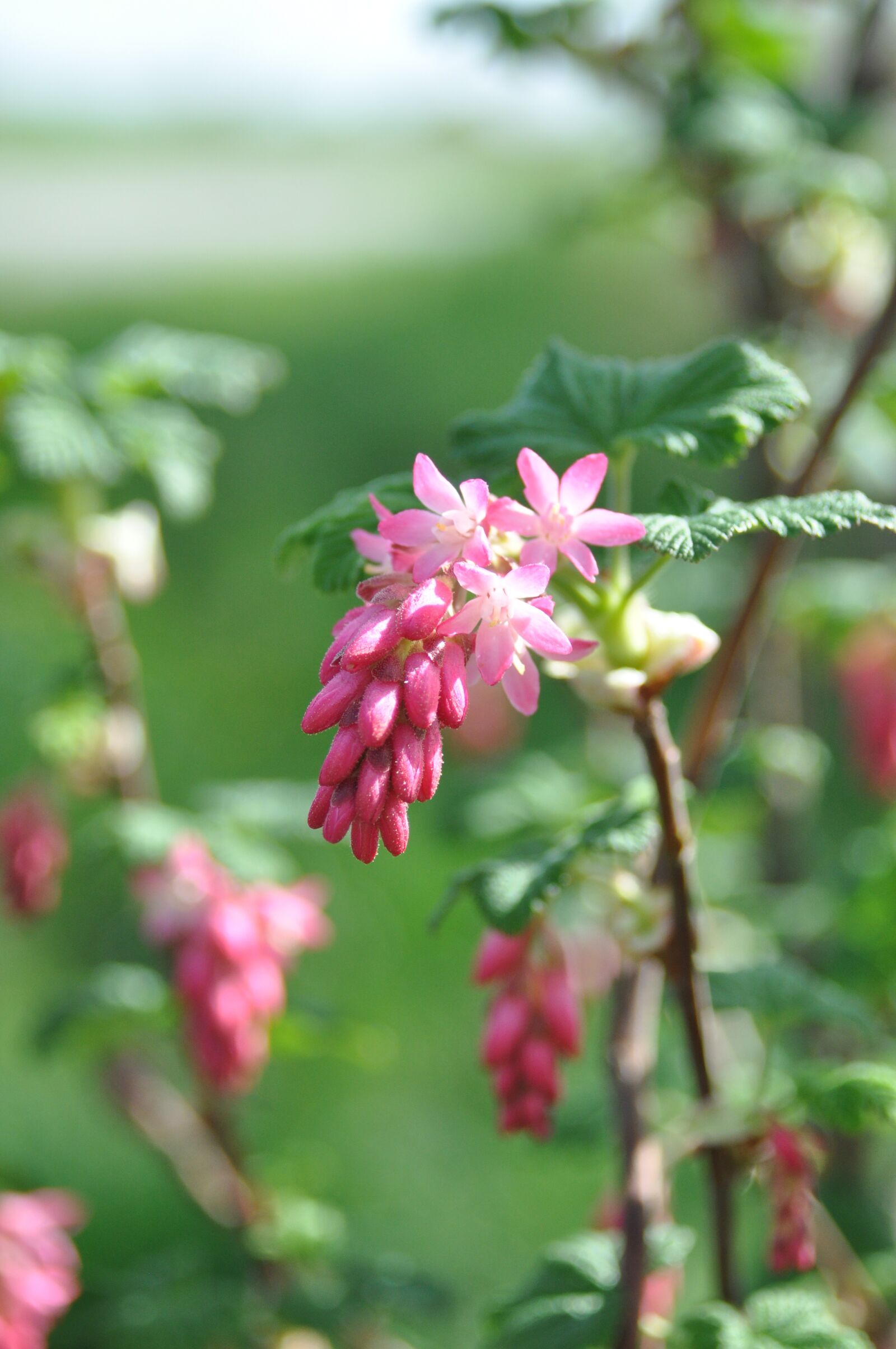 Nikon D90 sample photo. Nature, plant, flower photography