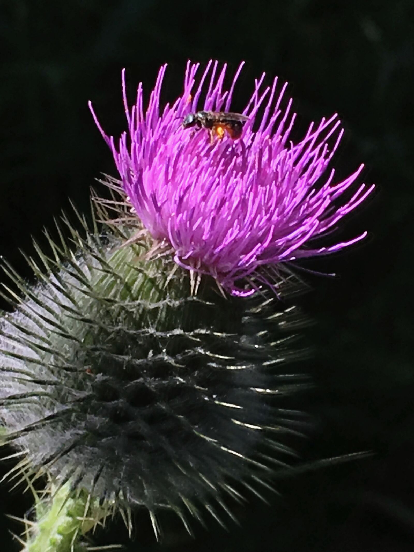 Apple iPhone 6s sample photo. Bee, thistle, bloom photography