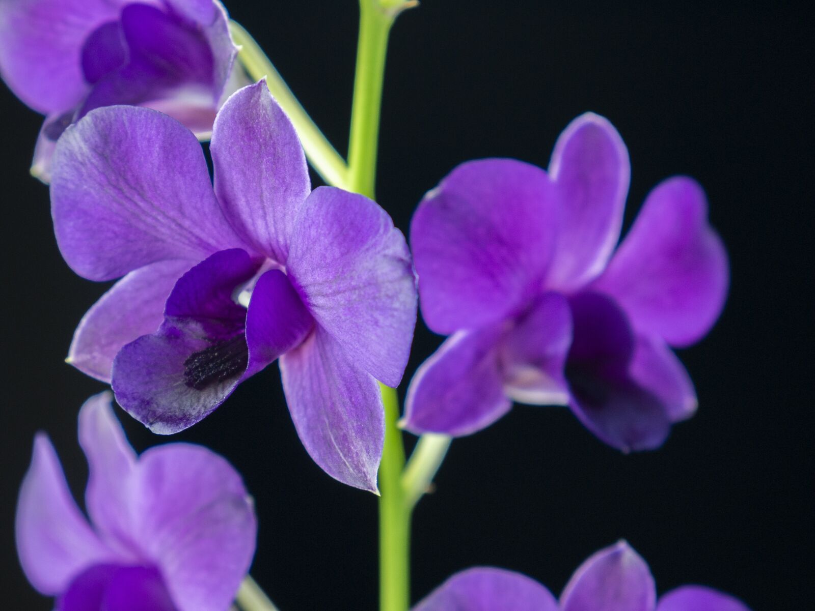LUMIX G VARIO 14-42/F3.5-5.6 II sample photo. Flower petals, orchid, purple photography