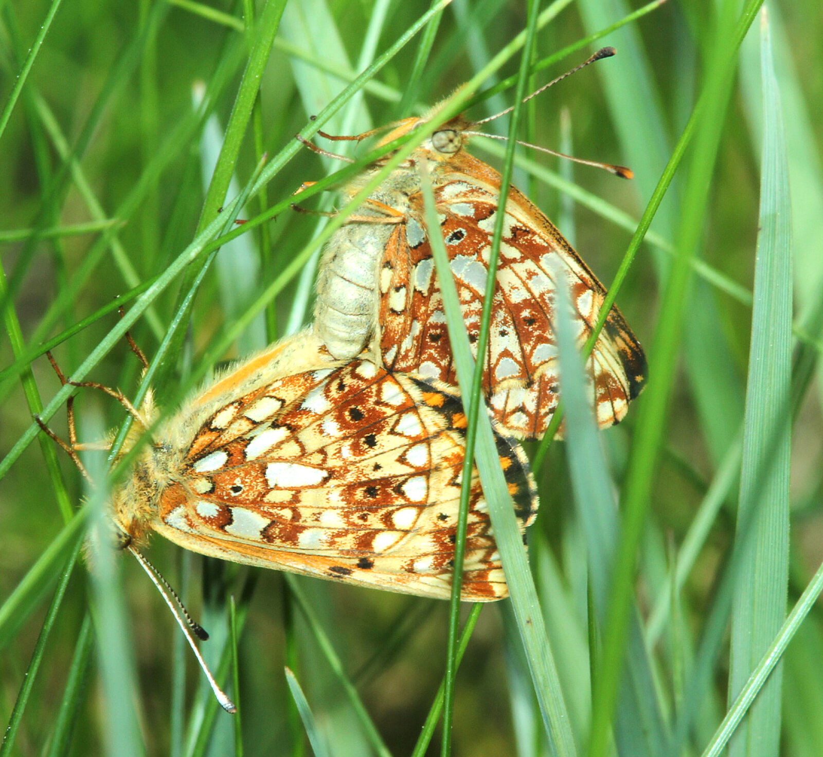 Canon EF 300mm F4L IS USM sample photo