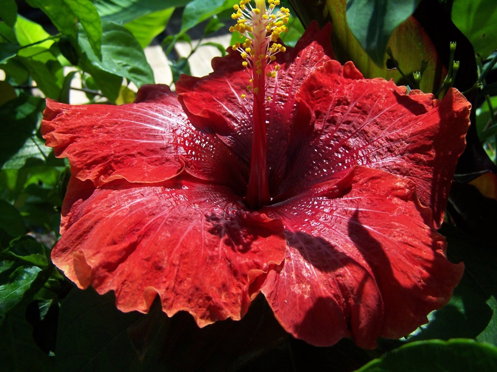 Kodak DX6490 ZOOM DIGITAL CAMERA sample photo. Hibiscus, hybrid, purple photography