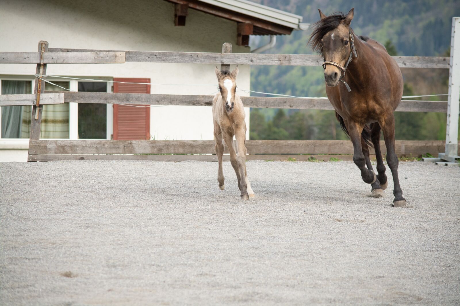 Nikon D7100 sample photo. Horse, pony, mare photography