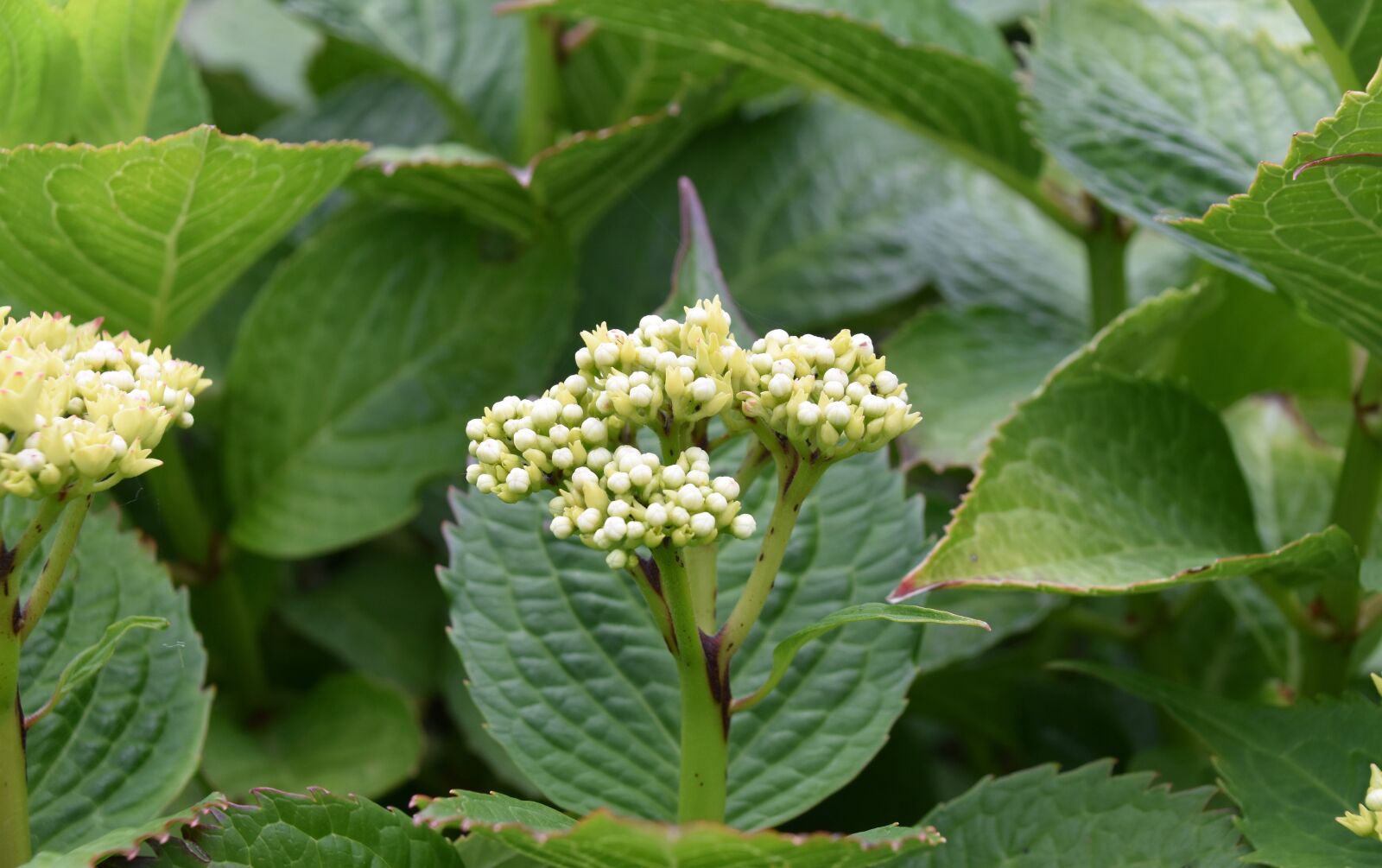Nikon D5600 sample photo. Flower, flowers hydrangea, flowering photography